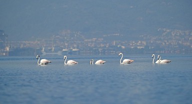İzmit Körfezi’ni flamingolar şenlendiriyor