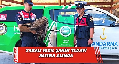 Kocaeli'de jandarma yaralı kızıl şahin buldu