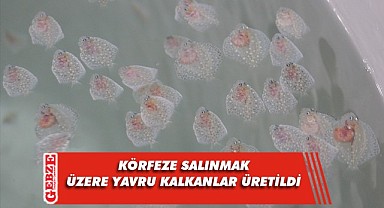 Anaç kalkan balığından yavru balıklar üretildi