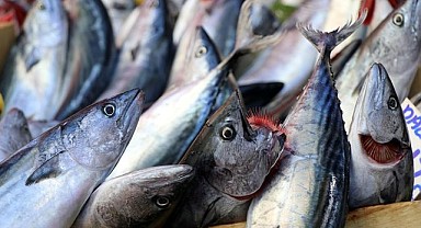 Balıkçı tezgâhlarında palamut bolluğu yaşanıyor