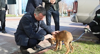 Büyükakın, Hayvan Koruma Günü'nü yayımladığı mesajla kutladı