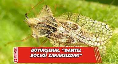 Büyükşehir, dantel böceği hakkında bir kez daha uyardı!