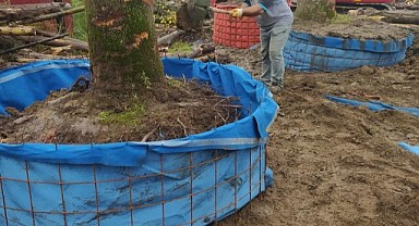 Büyükşehir’den örnek ağaç hassasiyeti