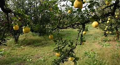 Eşme ayvası 13 ülkeye ihraç edilecek