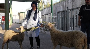 Firari koyunların sahibi bulundu