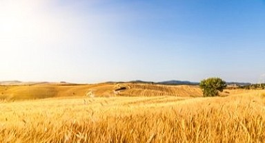 İzmit'te 3 bin 947 metrekare tarla mahkemeden satılık