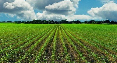 Karamürsel'de 11 bin 082 metrekare tarla icradan satılık