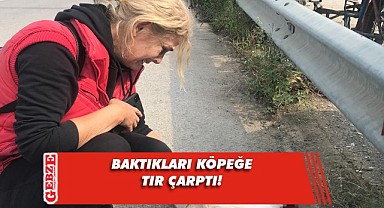 Karşıya geçmek isteyen köpek, tırın altında kaldı