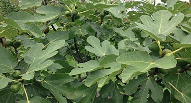 Kocaeli'de ağaçtan düşen yaşlı adam öldü