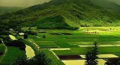 Körfez'de 330 metrekare tarla icradan satılık