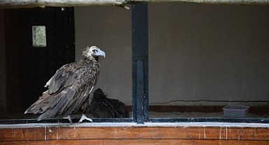 Onlar Ormanya'nın yırtıcı misafirleri