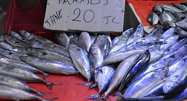 Palamutlar bu sene daha erken büyüdü