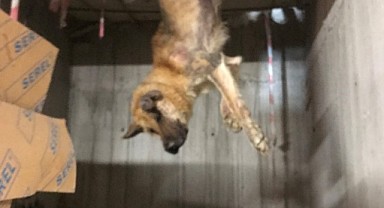 Talihsiz köpeğin başına gelmeyen kalmadı