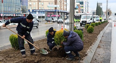 D-100 kuzey yan yolda yeşillendirme çalışması