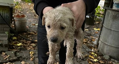 Dereye düşen yavru köpeğin yardımına itfaiye yetişti