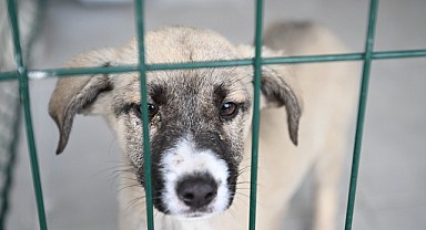 Kartepe'nin sokak hayvanları artık emin ellerde olacak
