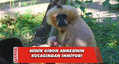 Nesli kritik seviyede tükenme tehlikesi altındaydı, doğum yaptı!