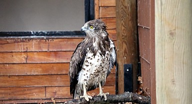 Ormanya tedavi sonrası doğaya salınamayan kuşların yuvası oldu!