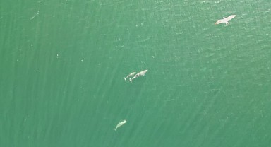 Yunusların dansı görenleri büyüledi