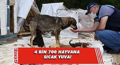 2022'de 4 bin 700 sokak hayvanı sıcak yuvaya kavuştu