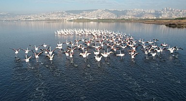 Flamingolar, kışa rağmen İzmit'ten göç etmedi