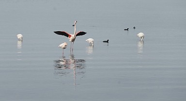 İzmit Körfezi göçmen kuşlara ev sahipliği yapıyor