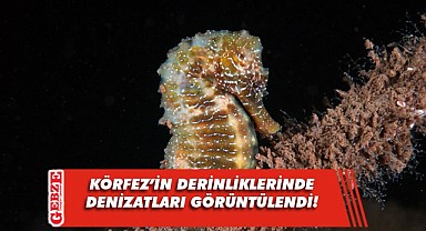İzmit Körfezi'nde yapılan dalışta denizatları görüntülendi!