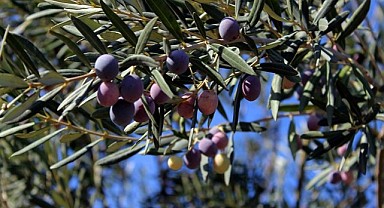 Karmürsel'de bin 733 metrekare zeytinlik mahkemeden satılık