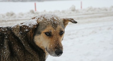 Kartepe kar yağışıyla beyaza büründü