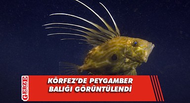 Körfez'in su altı güzellikleri kameralara yansıdı