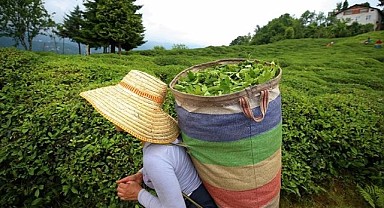 Tarım ürünleri üretici fiyatları yıllık yüzde 169,45 arttı