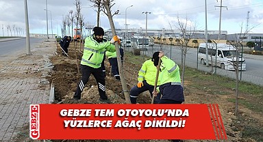 TEM Gebze güzergahında ağaçlandırma seferberliği