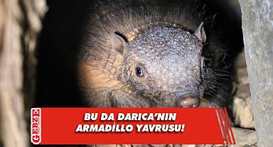 Türkiye'nin ilk armadillo yavrusuna yoğun ilgi!