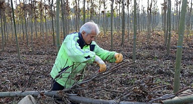 Üretim fidanlığında yetişiyor Kocaeli’yi yeşillendiriyor