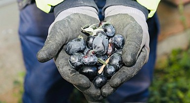 Zeytinler ihtiyaç sahipleri için toplanıyor