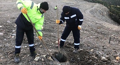 1000 ağaç fidanı toprakla buluşacak 