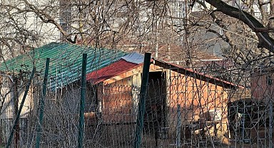 Ahırda hareketsiz yatarken bulundu, kurtarılamadı