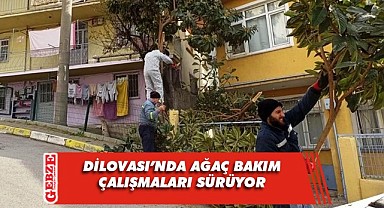 Dilovası genelinde ağaçlar budanıyor