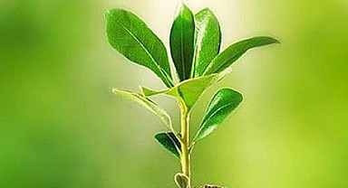 Fidan üretimi ve bakımı hizmeti alınacak