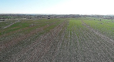 Gölcük'te 2 bin 768 metrekare tarla mahkemeden satılık