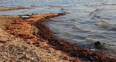 İzmit Körfezi, kırmızı yosunlarla kaplandı
