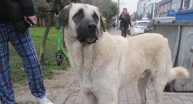 İzmit'te köpeğe şiddet uygulayan 2 şahıs yakalandı