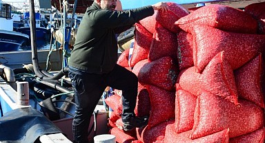 Kefken Limanı'ndan çıkan kum midyeleri dünyaya yayılıyor