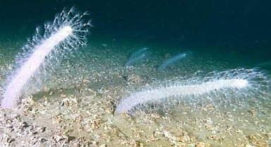 Körfez’de ‘deniz kalemi’ görüntülendi