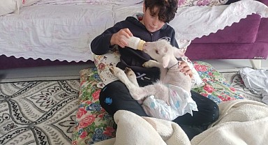 Kuzu Paşa'ya bebek gibi bakılıyor