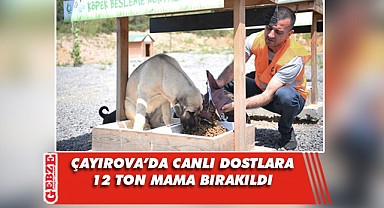 Sokak hayvanlarına 12 ton mama dağıtıldı