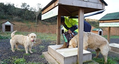Sokak hayvanlarının bakım ve beslemesi yapıldı