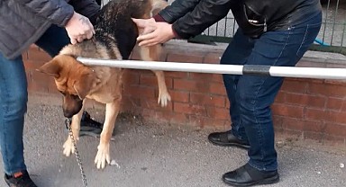 Tel örgülerin arasına sıkışan köpeğe kurtarma operasyonu