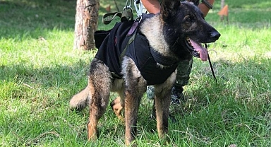 Kahraman köpek Proteo'nun adı Kocaeli'de yaşatılacak