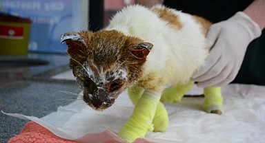 Kimyasal maddelerle temas eden kedinin yüzü yandı